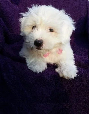 Štěně Coton de Tulear