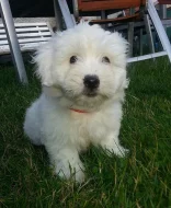 Štěně Coton de Tulear