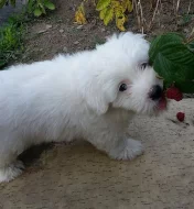 Štěně Coton de Tulear