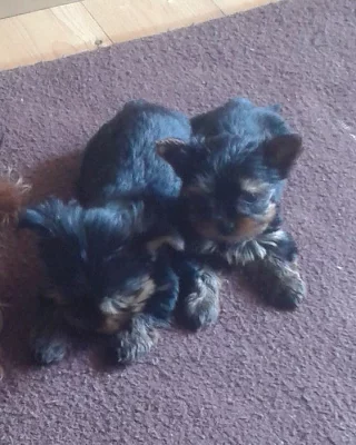 Yorkšírský teriér bez PP