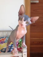 Canadský Sphynx