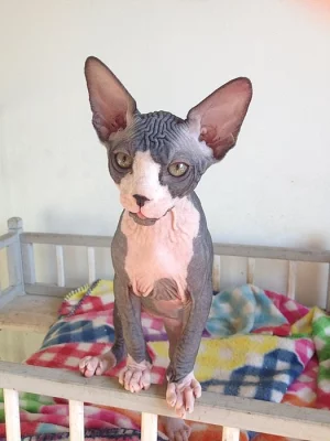 Canadský Sphynx