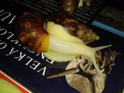 Achatina fulica albino body