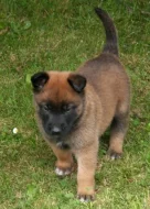 Štěňata BO malinois