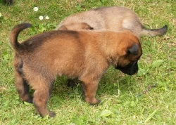 Štěňata BO malinois