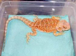 Kvalitní krmný hmyz a terarijní zvířata