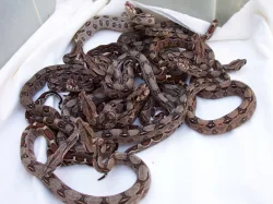 Kvalitní krmný hmyz a terarijní zvířata