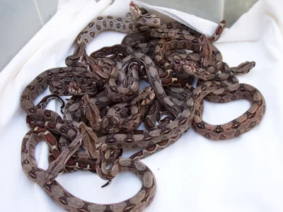 Kvalitní krmný hmyz a terarijní zvířata