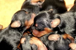 jorkšírský teriér