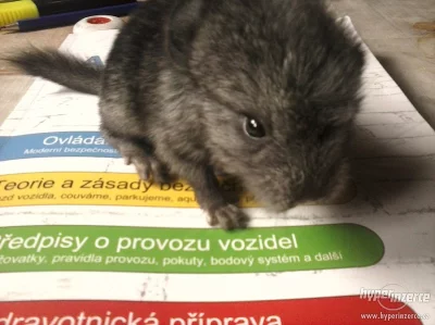 nabízím činčilku