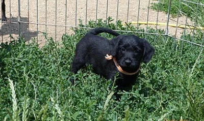 Roztomilá křížená štěňátka