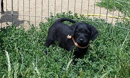 Roztomilá křížená štěňátka