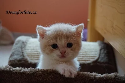 Britská krémová koťátka