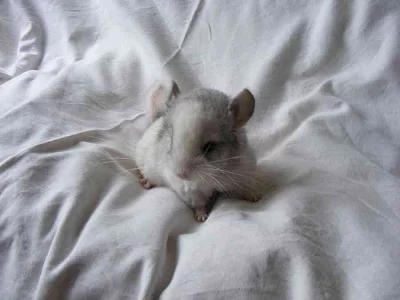 Mláďata činčil - béž, mozaik, violet, ebon, standard