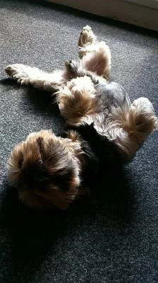 Nabízím yorkšírského teriera ke krytí