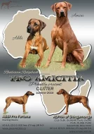 Rhodéský ridgeback štěňata s PP