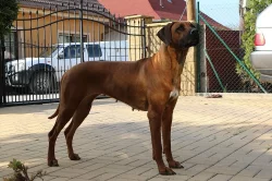 Rhodéský ridgeback štěňata s PP