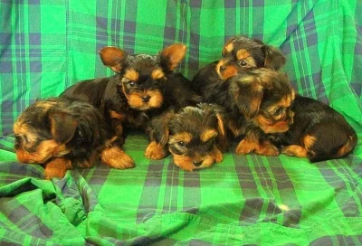 jorkšírský teriér