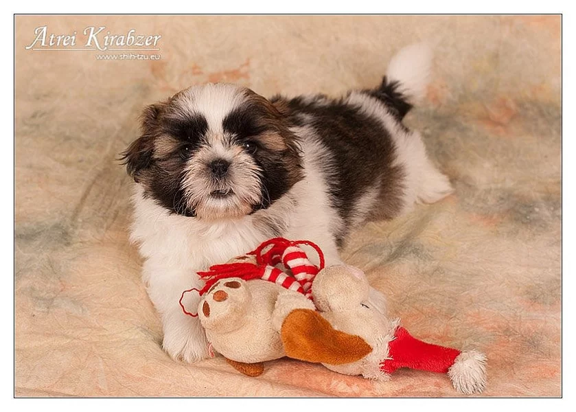 Shih Tzu - štěňátka