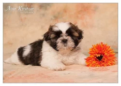 Shih Tzu - štěňátka