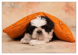 Shih Tzu - štěňátka