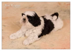 Shih Tzu - štěňátka