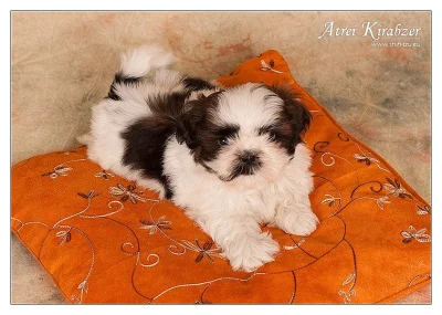 Shih Tzu - štěňátka