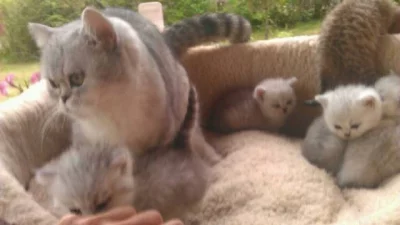 Britská stříbrná a zlatá koťatka k prodeji