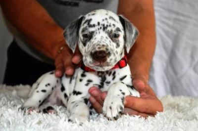 Dalmatin štěňata s PP