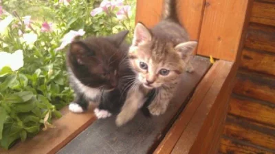 2 černí kocourci a 1 zlatá kočička k prodeji