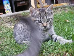 Darujeme Koťátka