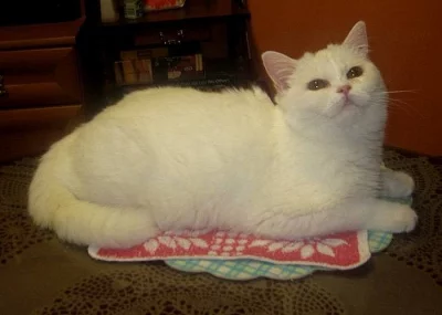 Britská bílá kočička