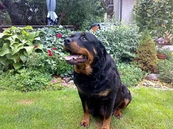 rotwajler