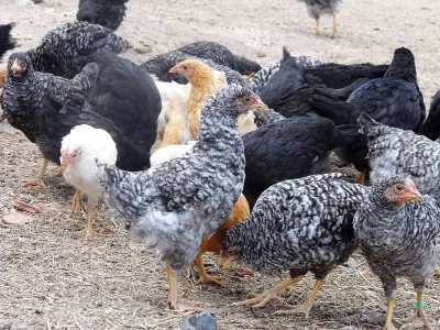 kuřice před snáškou přímo do Vašeho kurníku