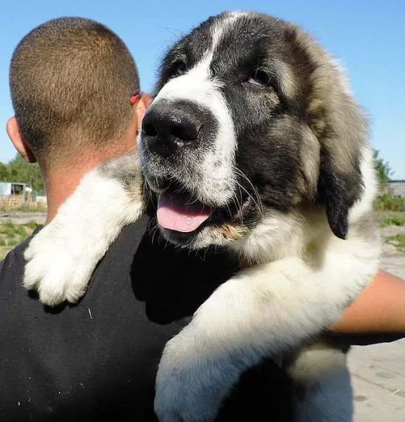 PYRENEJSKÝ MASTIN obří štěnda