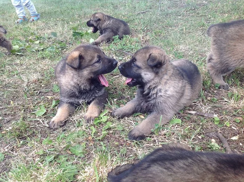 Německý ovčák štěňátka