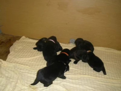 Labradorský retrívr