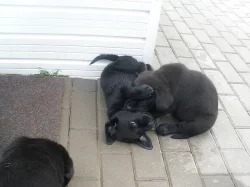 Labradorský retrívr