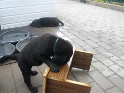 Labradorský retrívr