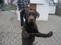 Labradorský retrívr