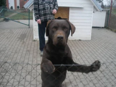 Labradorský retrívr