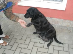 Labradorský retrívr