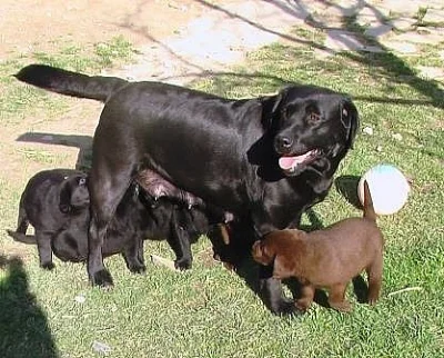 Labradorský retriever - štěňátka