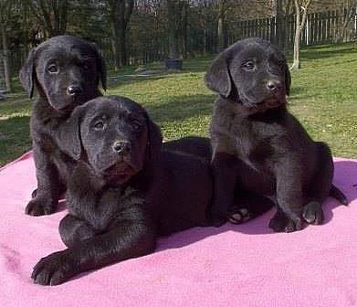 Labradorský retriever - štěňátka