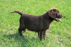Labradorský retriever - štěňátka
