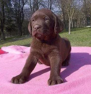 Labradorský retriever - štěňátka