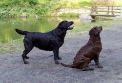 Labradorský retriever - štěňátka