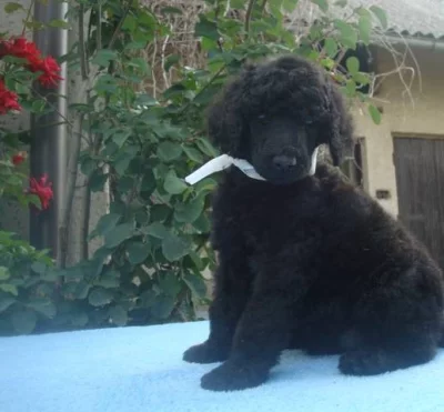 Pudl velký černý s PP