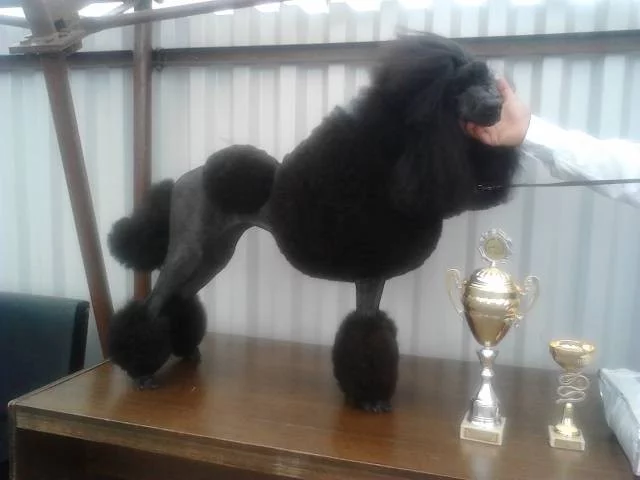 Pudl velký černý s PP