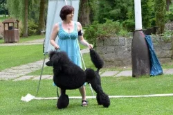 Pudl velký černý s PP